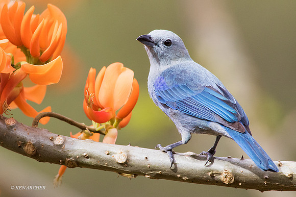 TTBG00035 - Blue-gray Tanager