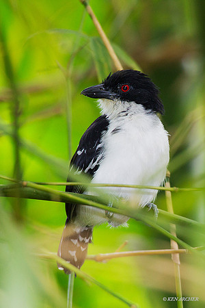 TTGA00019 Great Antshrike