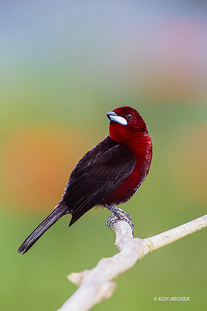 TTST00052 Silver-beaked Tanager