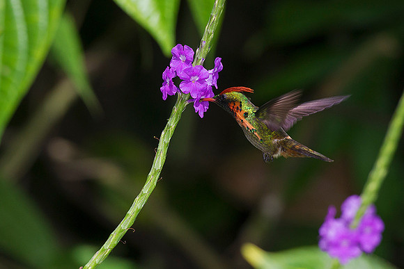 TTTC00173 Tufted Coquette
