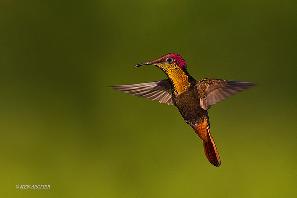 TTRT00207 - Rubby Topaz Hummingbird