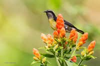 TTBQ00067 - Bananaquit