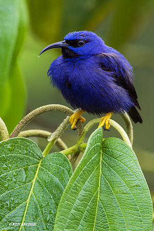 TTPH00206 Purple Honeycreeper
