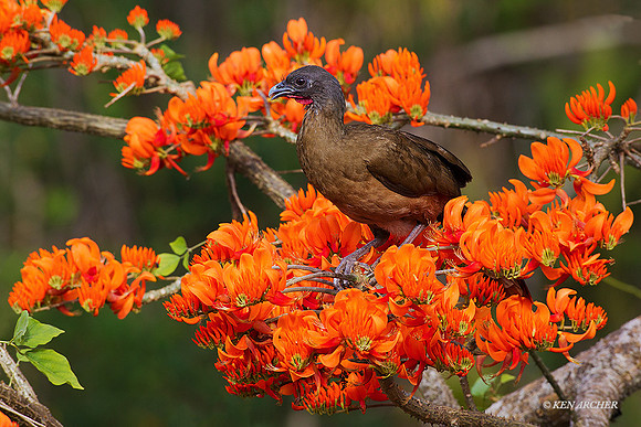 TTRC00018 - Rufous-vented Chachalaca