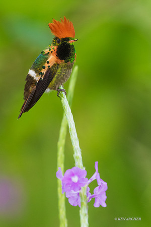 TTTC00035a Tufted Cocquette