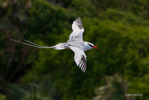 TTRT00128 - Red-billed Tropicbird