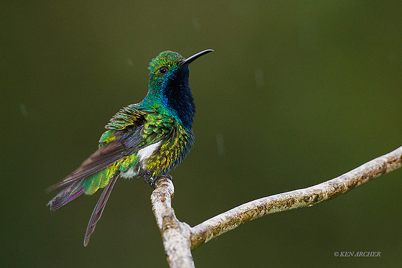 TTBM00068 - Black-throated Mango