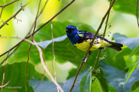TTTT00007 - Turquoise Tanager