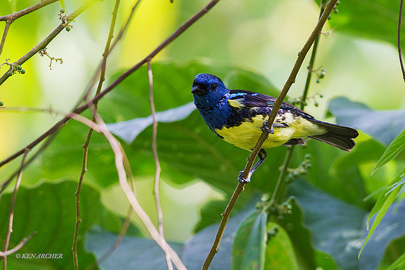 TTTT00007 - Turquoise Tanager