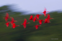 TTSI00286 - Scarlet Ibis