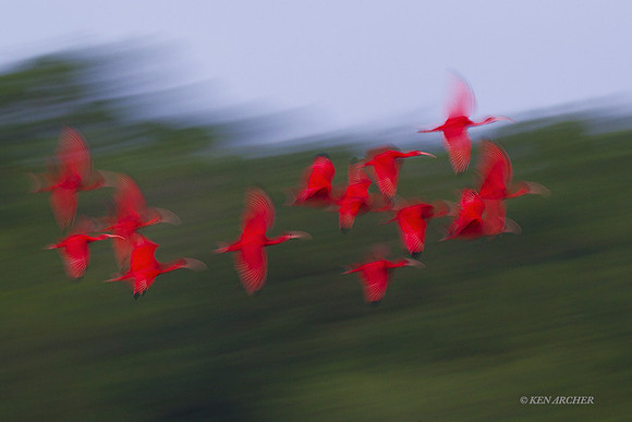 TTSI00286 - Scarlet Ibis