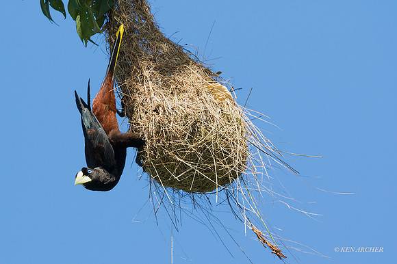 TTCO00177 - Crested Oropendola