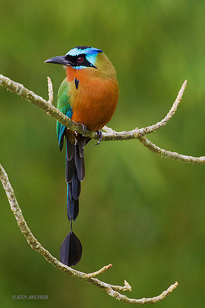 TTTM00135 - Trinidad Motmot