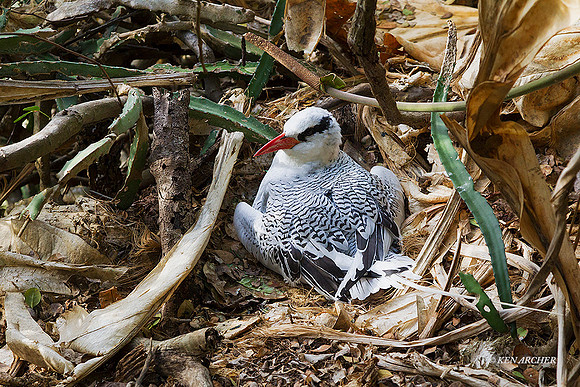 TTRT00079 - Red-billed Tropicbird