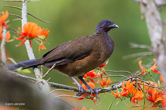 TTRC00013 - Rufous-vented Chachalaca