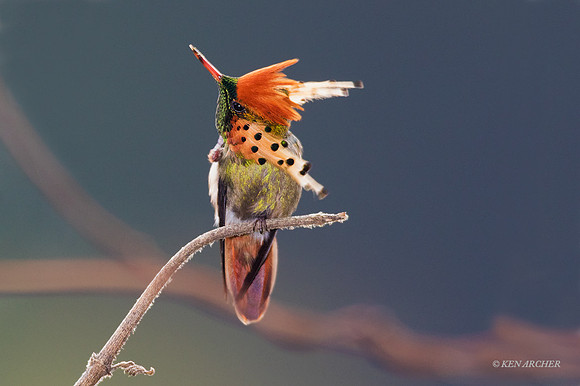 TTTC00111 - Tufted Coquette