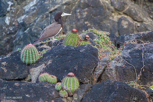TTBY00007 - Brown Booby
