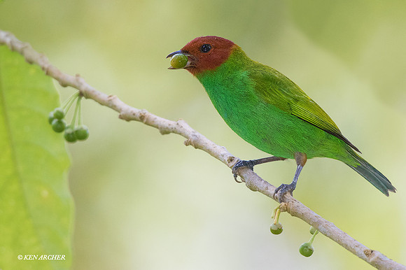 TTBH00029 - Bay-headed Tanager
