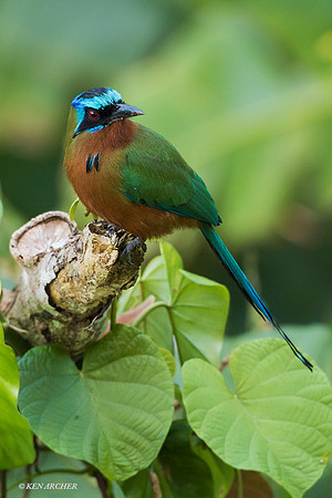 TTTM00056 Blue-crowned_Trinidad Motmot