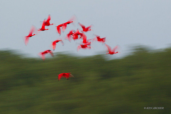 TTSI00279 - Scarlet Ibis