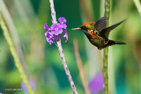 TTTC00245 - Tufted Coquette