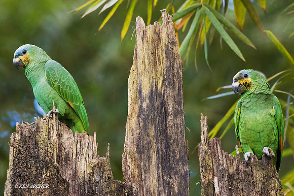 TTOP00014 - Orange-winged Parrot