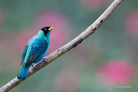 TTGH00076 - Green Honeycreeper