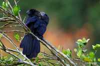 TTSA00025 - Smooth-billed Ani