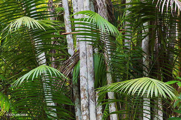 TTLS00155 - Bamboo Forest; Trinidad & Tobago