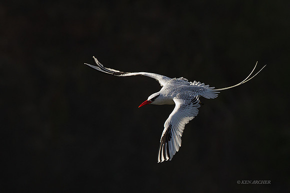TTRT00252 - Red-billed Tropicbird