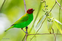 TTBH00059 Bay-headed Tanager