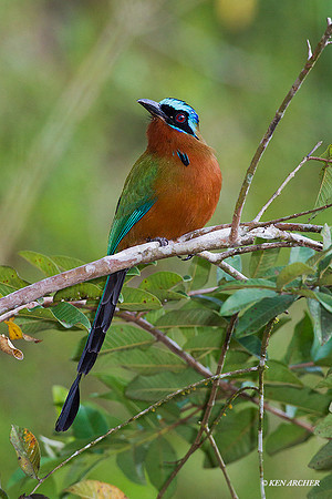 TTTM00203 - Trinidad Motmot
