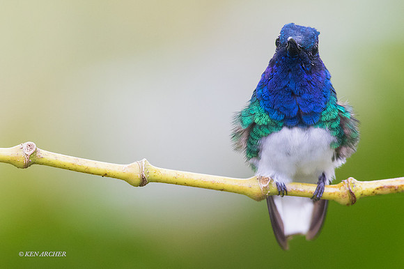 TTWJ00043 - White-necked Jacobin