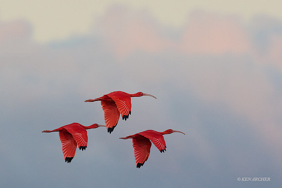 TTSI00068 Scarlet Ibis