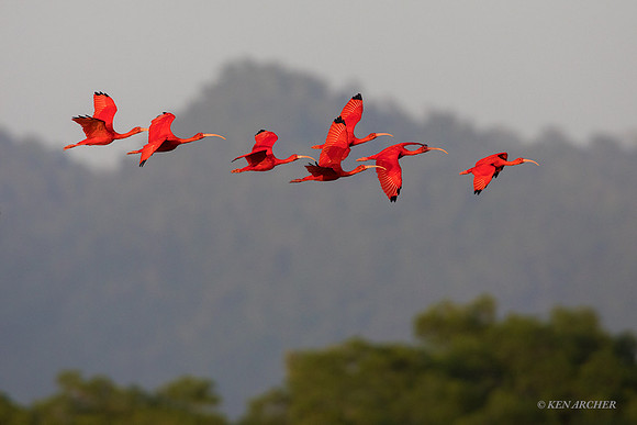 TTSI00367 - Scarlet Ibis