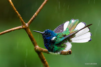 TTWJ00126a White-necked Jacobin