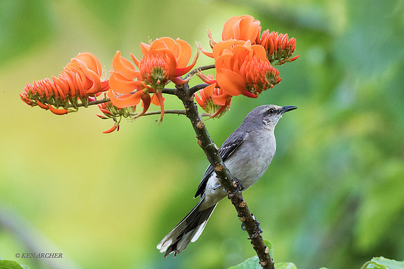 TTMB00040 Tropical Mockingbird