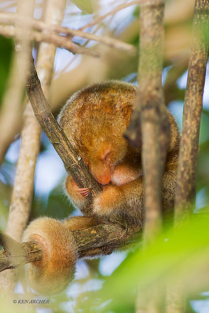TTSA00002 - Silky Anteater