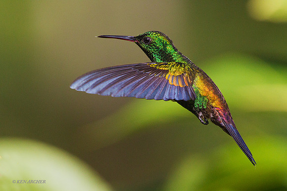 TTCR00113 - Copper-rumped Hummingbird