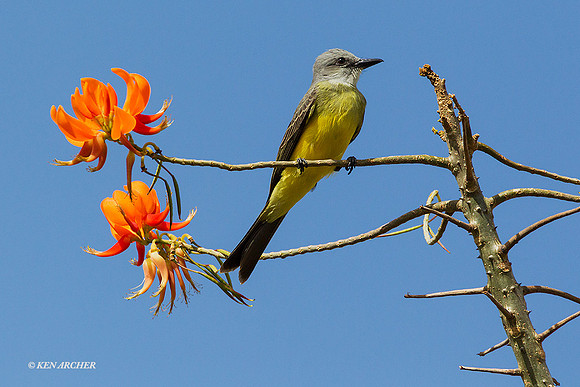 TTTK00021 - Tropical Kingbird