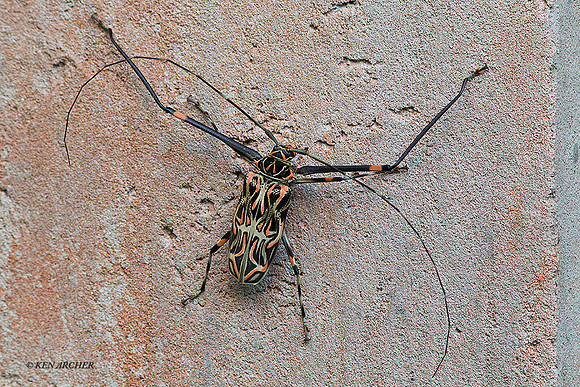 TTHB00012 - Harlequin Bug