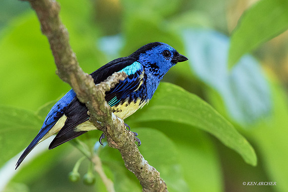 TTTT00002 - Turquoise Tanager