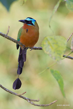TTTM00169 - Trinidad Motmot