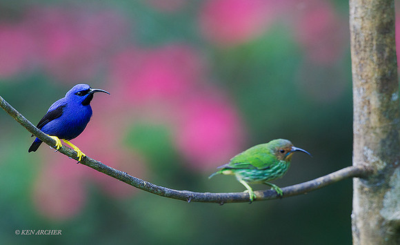 TTPH00252 - Puple Honeycreeper