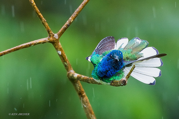 TTWJ00081 White-necked Jacobin