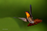 TTRT00194 - Rubby Topaz Hummingbird