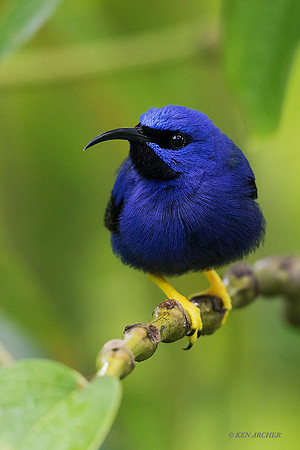 TTPH00231 - Purple Honeycreeper