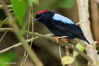 TTBN00096 - Blue-backed Manakin