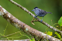 TTBA00016 - Barred Antshrike