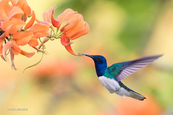 TTWJ00285 - White-necked Jacobin